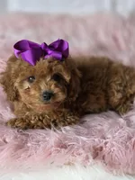 Purple , a female Poodle - Miniature  for sale in Bakersfield, CA – Photo 3 of 4