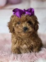 Purple , a female Poodle - Miniature  for sale in Bakersfield, CA – Photo 1 of 4