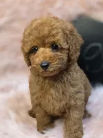 Gigi, a female Poodle - Toy  for sale in Glendale, CA – 4 of 6