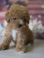 Toy, a male Poodle - Toy  for sale in Bakersfield, CA – Photo 2 of 3