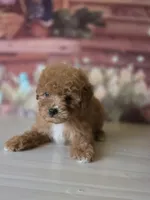 Toy, a male Poodle - Toy  for sale in Bakersfield, CA – Photo 3 of 3