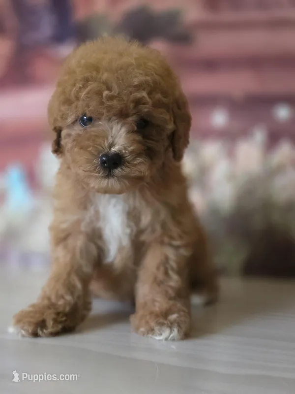 Toy – Poodle - Toy  puppy for sale in Bakersfield, CA