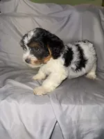 Timo, a male Yorkipoo for sale in Los Angeles, CA – 3 of 4