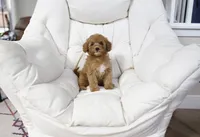 Money, a female Miniature Goldendoodle for sale in San Francisco, CA – 5 of 7