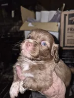 Cinnamon , a female Shih Tzu for sale in Spring Hill, FL – 3 of 3