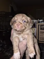 Kai, a female Shih Tzu for sale in Spring Hill, FL – 2 of 2