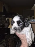 Oreo, a male Shih Tzu for sale in Spring Hill, FL – 2 of 3