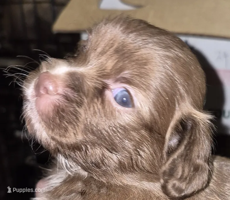 Cinnamon  – Shih Tzu puppy for sale in Spring Hill, FL