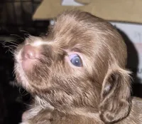 Cinnamon , a female Shih Tzu for sale in Spring Hill, FL – 1 of 3