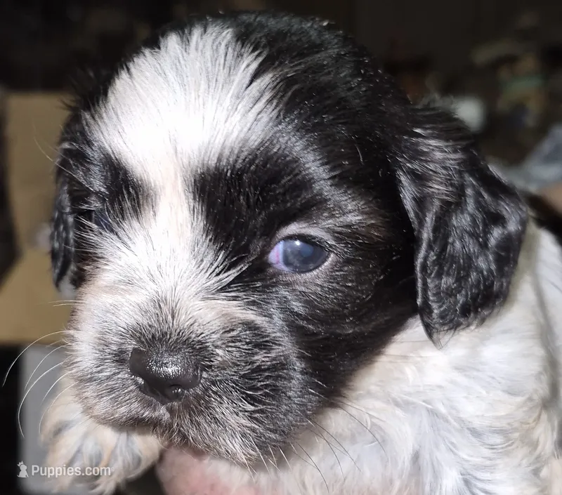 Oreo – Shih Tzu puppy for sale in Spring Hill, FL