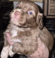 Cinnamon , a female Shih Tzu for sale in Spring Hill, FL – 2 of 3
