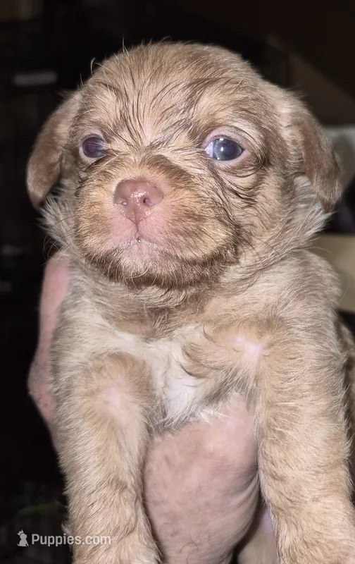 Kai – Shih Tzu puppy for sale in Spring Hill, FL