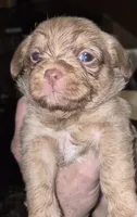 Kai, a female Shih Tzu for sale in Spring Hill, FL – 1 of 2
