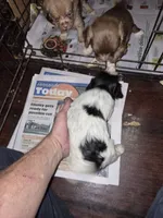 Oreo, a male Shih Tzu for sale in Spring Hill, FL – 3 of 3