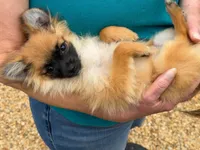 Maple, a female Pomchi for sale in Newport News, VA – 2 of 6