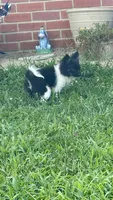 Cookie, a male Pomchi for sale in Newport News, VA – 6 of 10