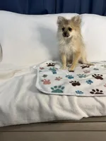 Teddy, a male Pomeranian for sale in Newport News, VA – 5 of 6