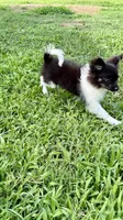 Cookie, a male Pomchi for sale in Newport News, VA – 9 of 10