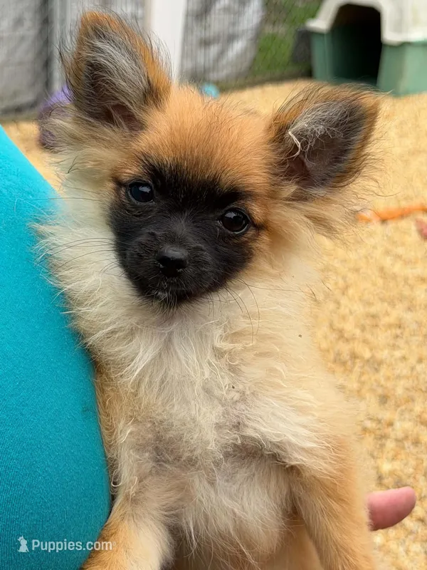 Maple – Pomchi puppy for sale in Newport News, VA