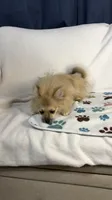 Teddy, a male Pomeranian for sale in Newport News, VA – 3 of 6
