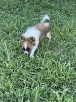 Bandit, a male Pomchi for sale in Newport News, VA – 7 of 8