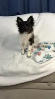 Cookie, a male Pomchi for sale in Newport News, VA – 10 of 10
