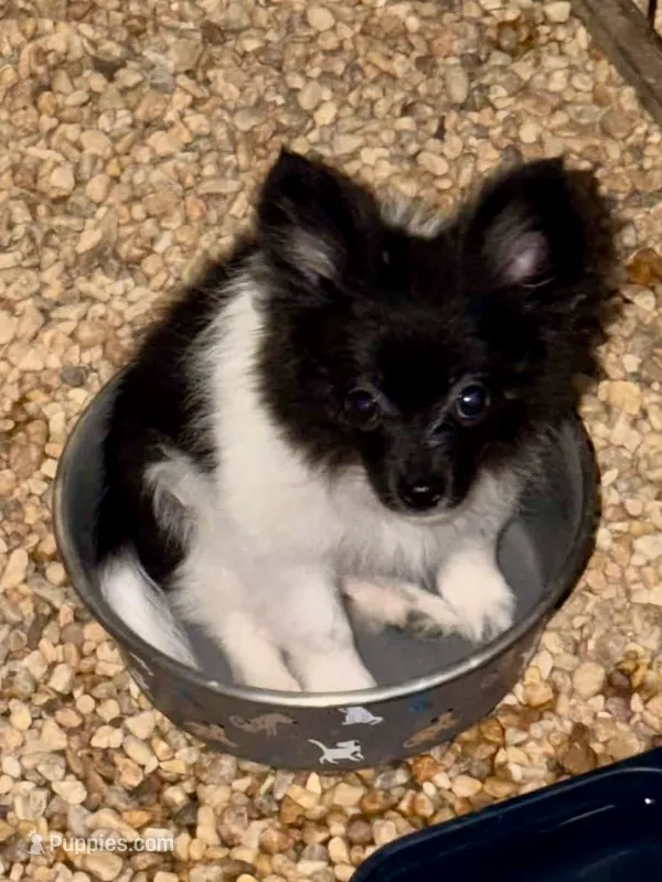 Cookie – Pomchi puppy for sale in Newport News, VA