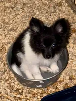 Cookie, a male Pomchi for sale in Newport News, VA – 1 of 10