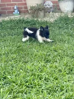 Cookie, a male Pomchi for sale in Newport News, VA – 8 of 10