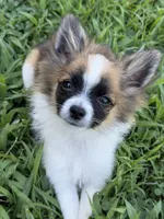 Bandit, a male Pomchi for sale in Newport News, VA – 4 of 8