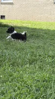 Cookie, a male Pomchi for sale in Newport News, VA – 7 of 10