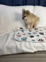 Teddy, a male Pomeranian for sale in Newport News, VA – 6 of 6