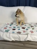 Teddy, a male Pomeranian for sale in Newport News, VA – 4 of 6