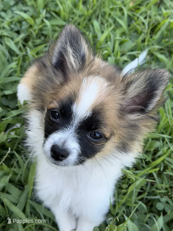 Bandit – Pomchi puppy for sale in Newport News, VA