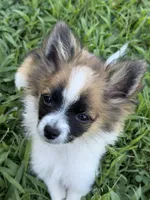 Bandit, a male Pomchi for sale in Newport News, VA – 1 of 8