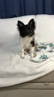 Cookie, a male Pomchi for sale in Newport News, VA – 4 of 10