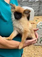 Maple, a female Pomchi for sale in Newport News, VA – 3 of 6