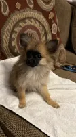 Maple, a female Pomchi for sale in Newport News, VA – 6 of 6