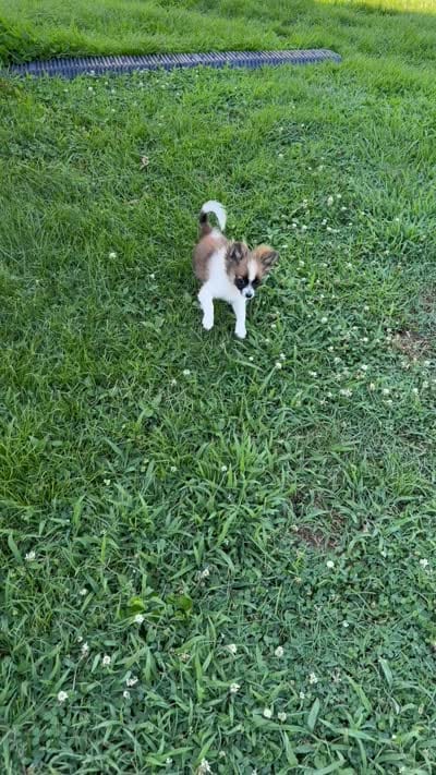 Bandit, a male Pomchi for sale in Newport News, VA – 5 of 8