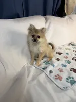 Teddy, a male Pomeranian for sale in Newport News, VA – 2 of 6