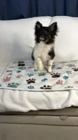 Cookie, a male Pomchi for sale in Newport News, VA – 5 of 10