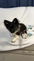 Cookie, a male Pomchi for sale in Newport News, VA – 3 of 10