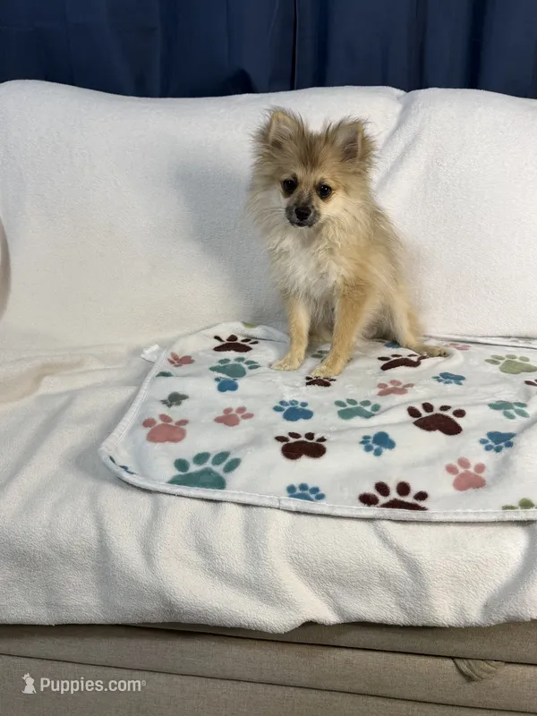 Teddy – Pomeranian puppy for sale in Newport News, VA