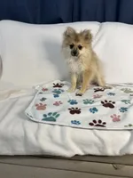 Teddy, a male Pomeranian for sale in Newport News, VA – 1 of 6