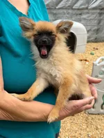 Maple, a female Pomchi for sale in Newport News, VA – 5 of 6