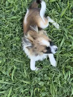Bandit, a male Pomchi for sale in Newport News, VA – 3 of 8