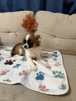 Bandit, a male Pomchi for sale in Newport News, VA – 8 of 8