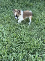 Bandit, a male Pomchi for sale in Newport News, VA – 6 of 8