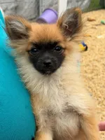 Maple, a female Pomchi for sale in Newport News, VA – 4 of 6