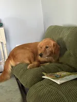 Rose, a female Golden Retriever for sale in Underwood, IA – 3 of 4